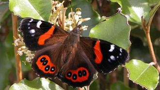 Red admiral buterfly or kahukura meaning ‘red cloak’.