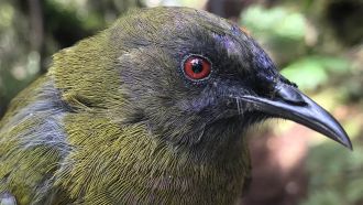 Predator: Korimako or bellbird.