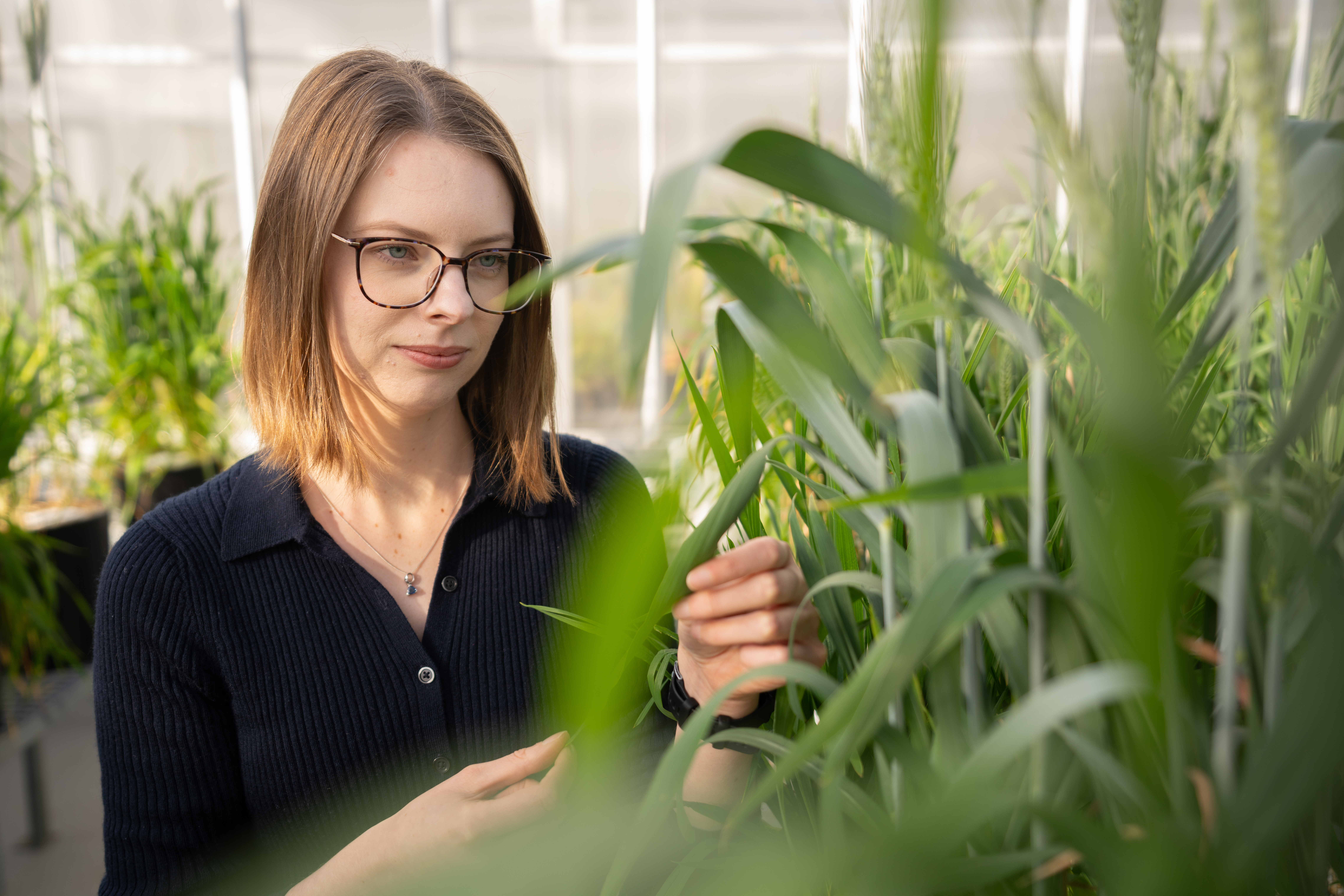 Dr Samantha McGaughey (pictured) is harnessing the power of plants to help recover valuable resources from mining waste. Photo: Jack Fox/ANU