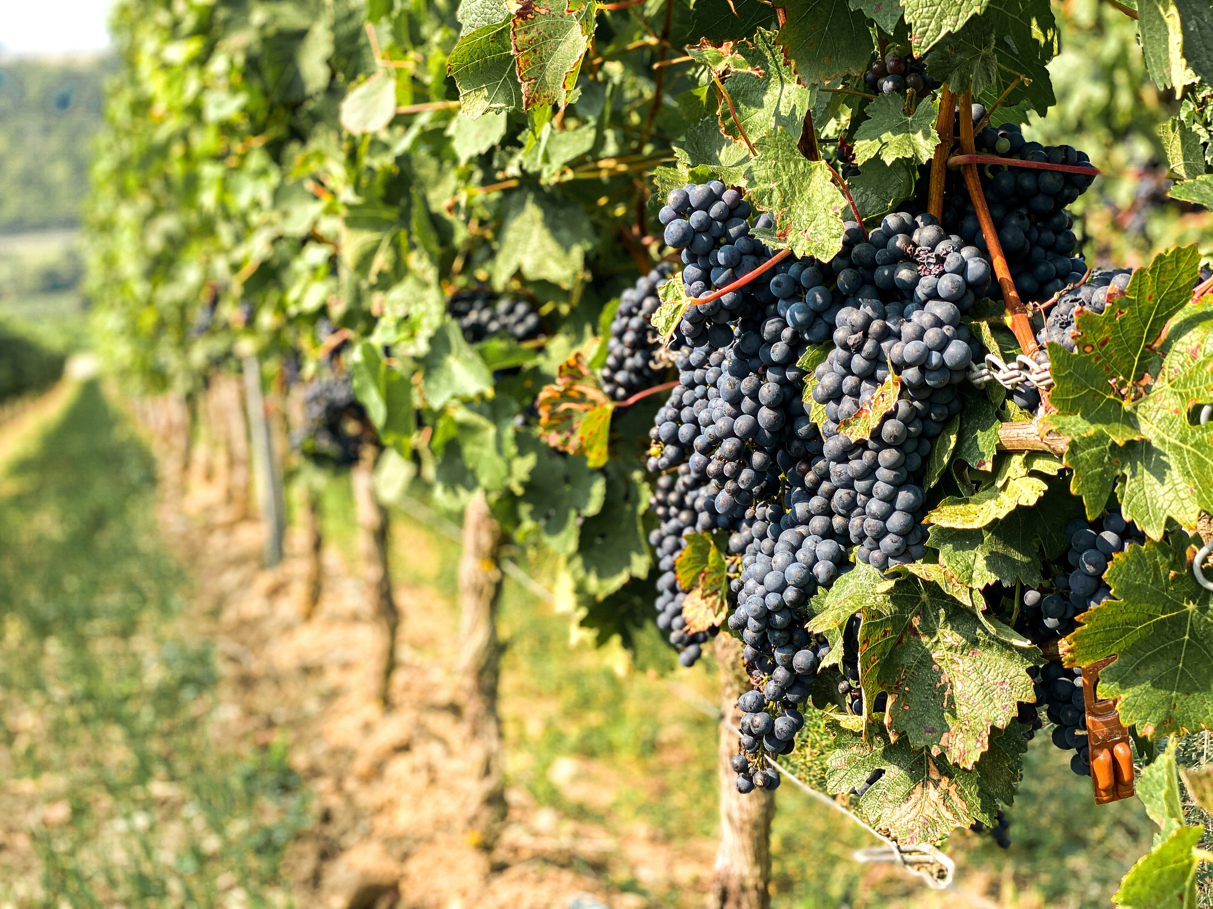 Photo by Sophie Backes on Unsplash