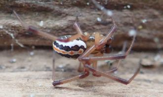 NZ researchers have shown why native katipō may be at a disadvantage against the introduced false katipō, or black cobweb spider. They captured nine of each from the same beach and put them through sports trials mimicking movements in their natural habitat: exploring a maze, climbing a pole, and running on a flat track chased by a paintbrush. Katipō averaged about five times longer to finish the run, which could be because they often slowed or stopped when chased, whereas their competitors kept running. Although they moved at similar speeds in the maze, false katipō explored more, a trait which could help them to invade new areas quickly and live in a wider range of habitats. The researchers say it's a small study, but shows how movement and behaviour contribute to introduced species doing well while native species decline.