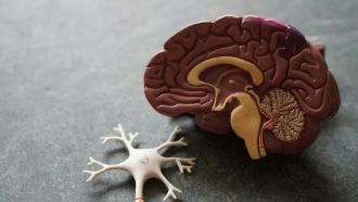 Sleep-like electrical activity occurs for years in parts of the brain disconnected by epilepsy surgery, according to international and Australian researchers. Children with severe epilepsy can undergo a hemispherotomy, which involves disconnecting diseased brain tissue from the rest of the brain to prevent the spread of seizures. The brain tissue remains in the head but no longer impacts behaviour, so how it behaves after surgery is a mystery. The researchers used electroencephalography to measure electrical activity in the brains of 10 children before and after surgery, and found persistent slow waves resembling sleep occurring for months and even years. The researchers say they cannot make conclusions about why this is happening from their research.