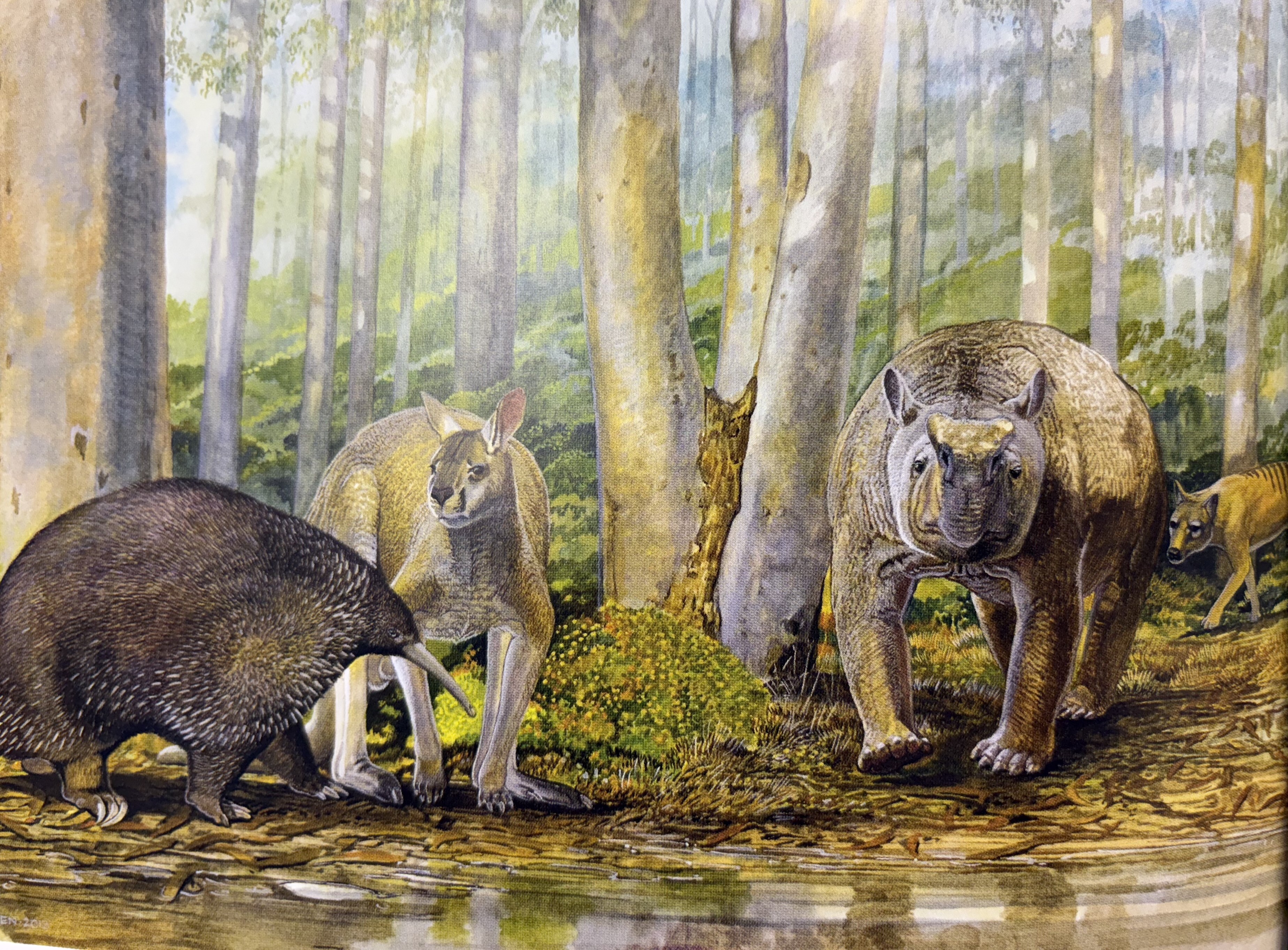 Megafaunal animals from Mammoth Cave about 50,000 years ago: Murrayglossus hacketti, a giant long-beaked echidna; Procoptodon browneorum, the giant kangaroo whose bone is the subject of this research; Zygomaturus trilobus, the giant diprotodontid; and Thylacinus cynocephalus, the Tasmanian Thylacine. Artwork: Peter Schouten