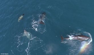 Orcas hunting white sharks
