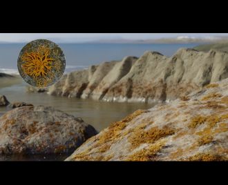 Lichens were already widespread over 410 million years ago, according to a new international study which identifies a fossil from Brazil as one of the oldest lichen in Earth’s history. The team used cutting-edge x-ray imaging and other modern techniques to examine a fossil known as Spongiophyton, from the Devonian time period.