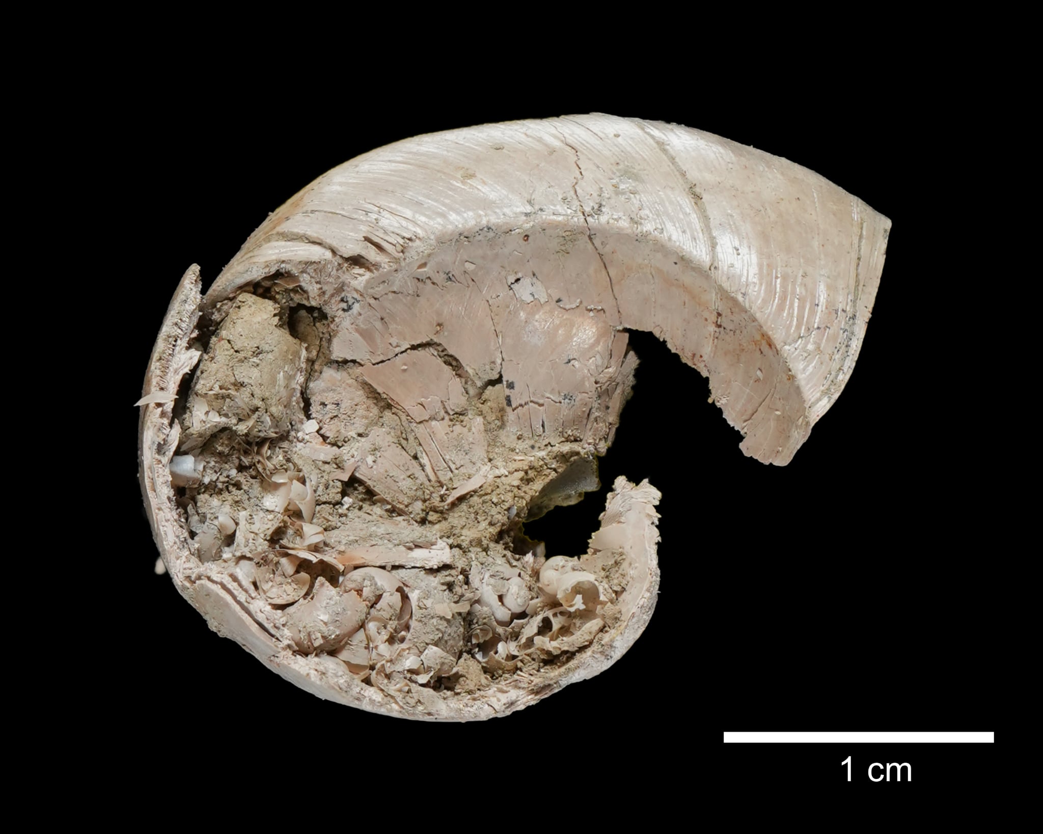 Hsu C.-H., et al.