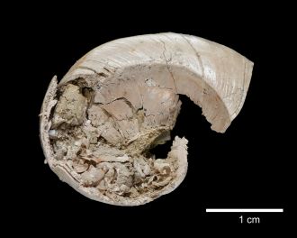 Taiwanese researchers have documented the first discovery of five freshwater mollusc species in the Early Pleistocene Dananwan Formation of northern Taiwan. This pivotal finding, which demonstrates that some present-day freshwater snail lineages were established in Taiwan more than a million years ago, immediately establishes biogeographical connections with East Asia. The discovery includes only the second known global fossil evidence of a juvenile snail shell preserved within its mother's shell, a rare find that reveals ancient viviparous (live birth) and nurturing behaviour in these prehistoric snails.