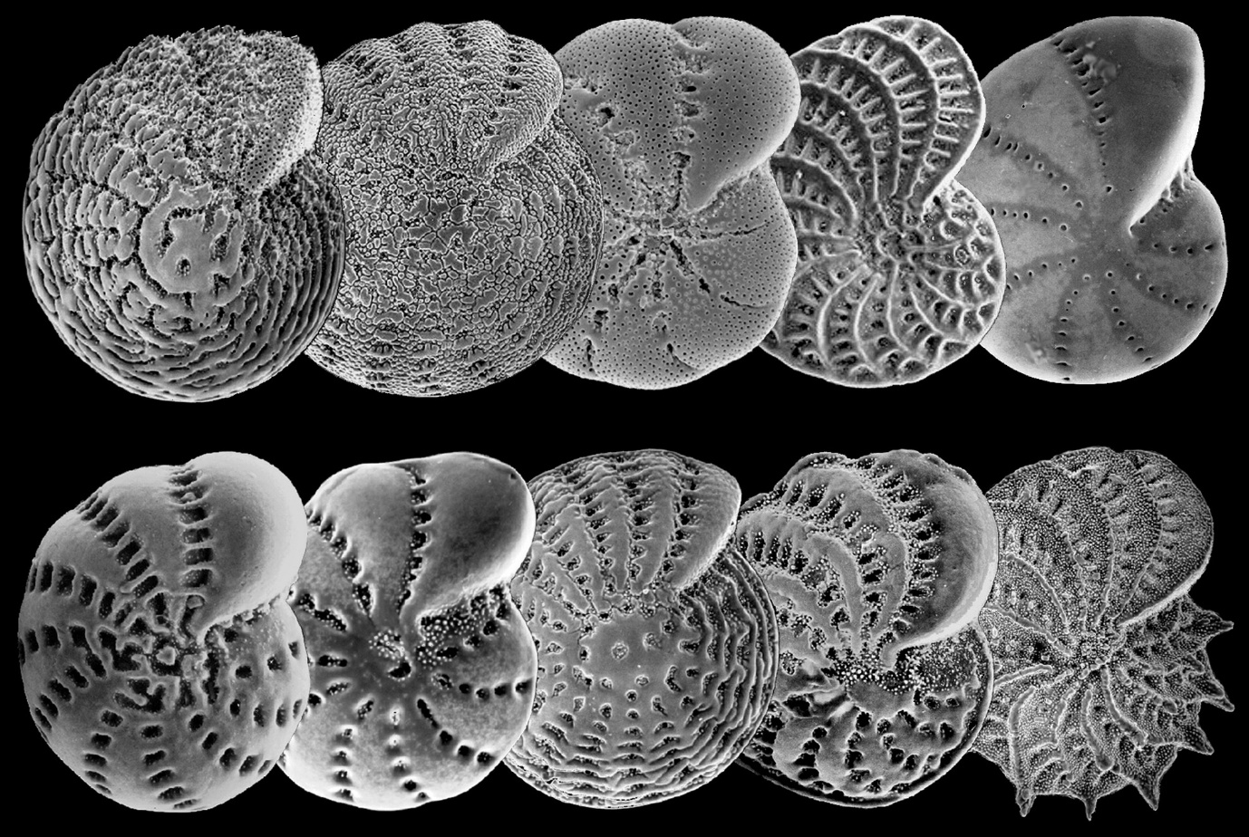 Some of the shells of various species of foraminifera studied by the New Zealand-led team. Each shell is about 0.3 mm in size. Photo: Geomarine Research.