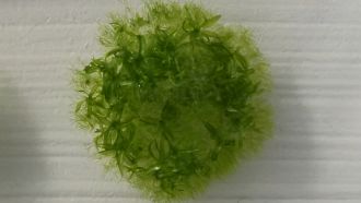 Space moss spores after germination