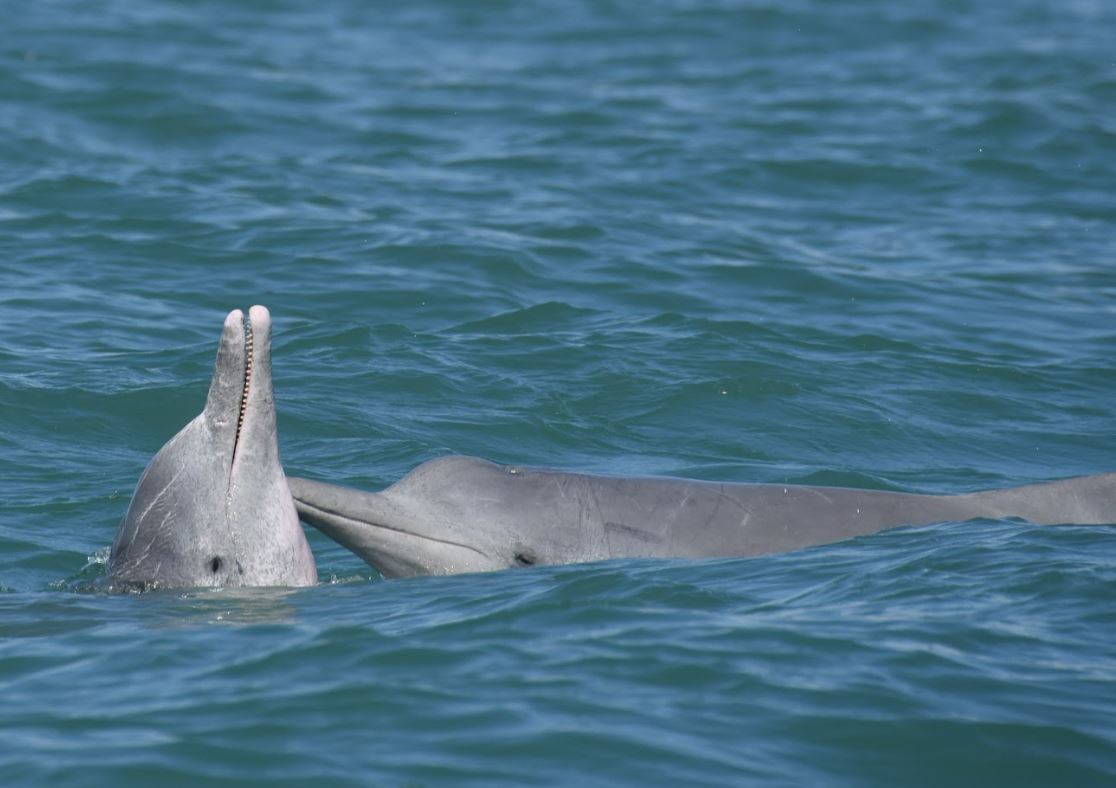 Photo courtesy Flinders University's Cetacean Ecology, Behaviour and Evolution Lab (CEBEL). 