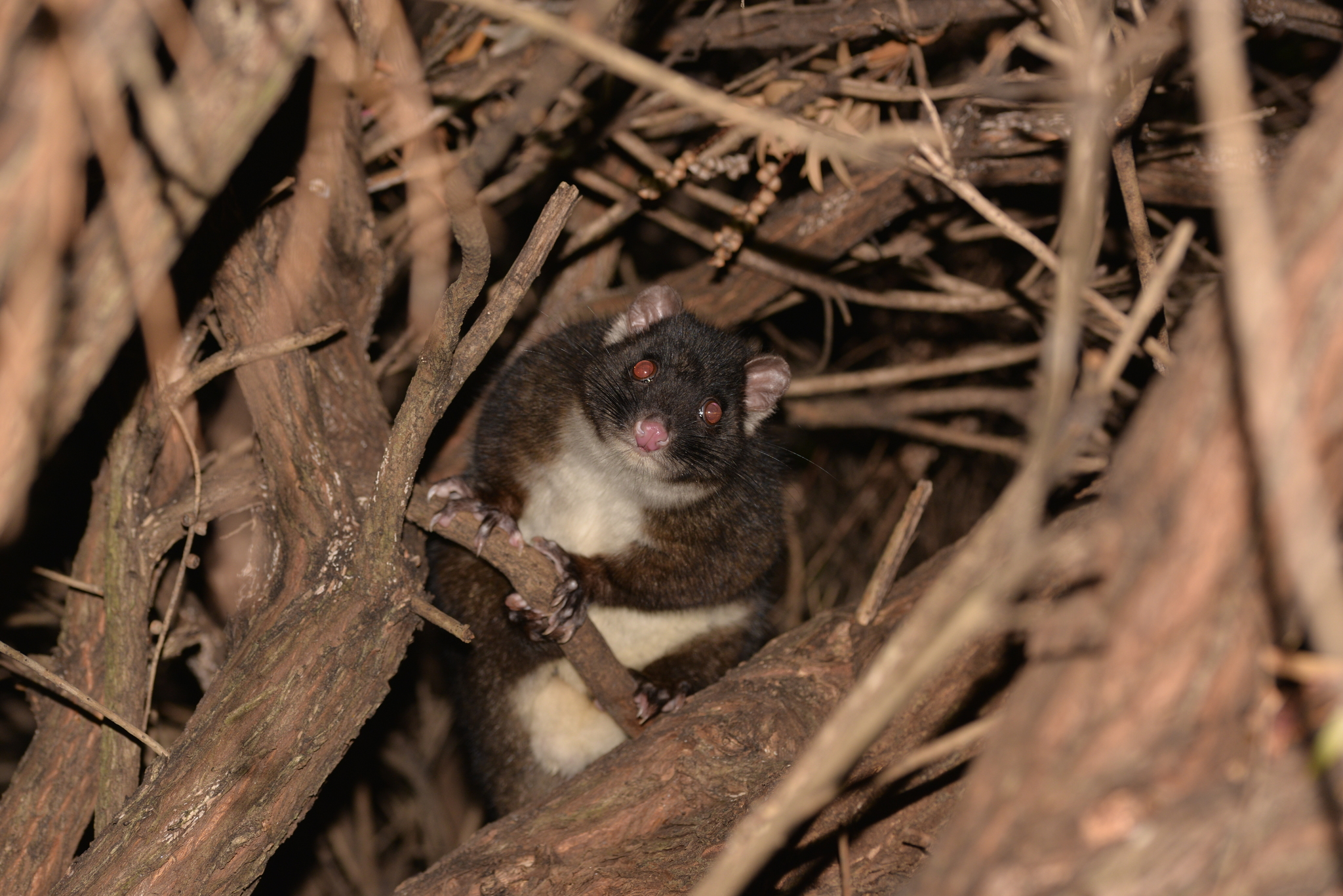 Story by Lyndal Byford, Australian Science Media Centre, Photo: (c) Nick Lambert – some rights reserved (CC BY-NC-SA) https://creativecommons.org/licenses/by-nc-sa/4.0/