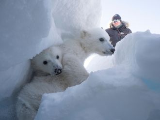 Researcher Magnus Andersen looks over two polar bear cubs hiding in a snowy crev