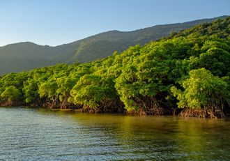 A global study of mangroves has found a modest boost in conserved area could significantly increase their ability to adapt to the changing climate, including rising sea levels.