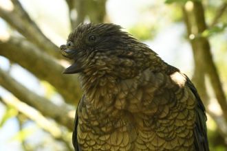 Kea 13