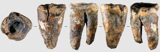 Chagyrskaya 64 molar tooth and its macro-features