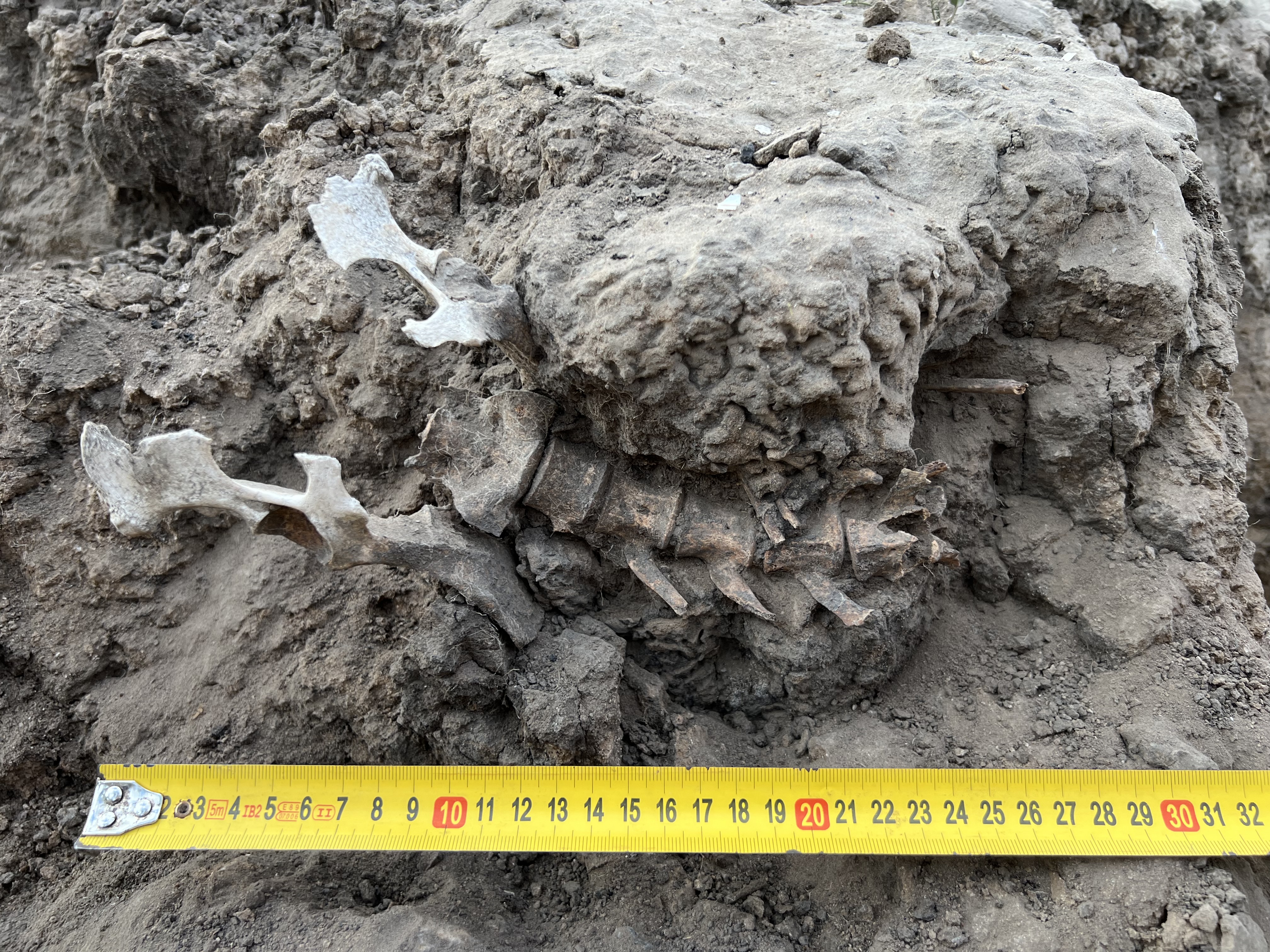 articulated skeleton. Photo Amy_Way