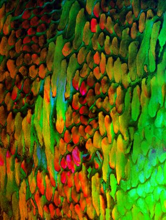 The pattern of crystal orientations in tooth enamel from a chimpanzee.