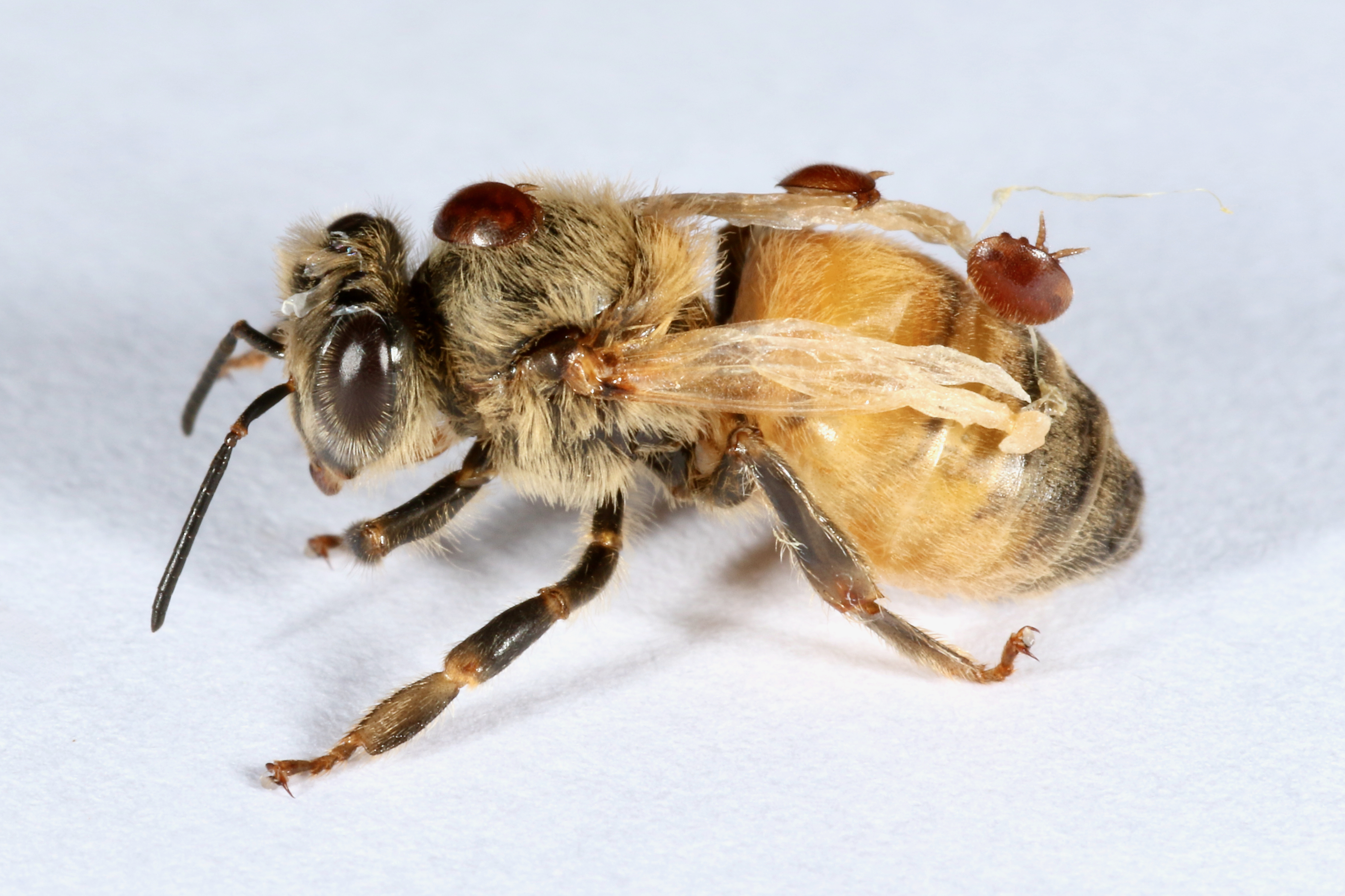 Bee,varroa mites & Deformed wing virus. Photo by Phil Lester
