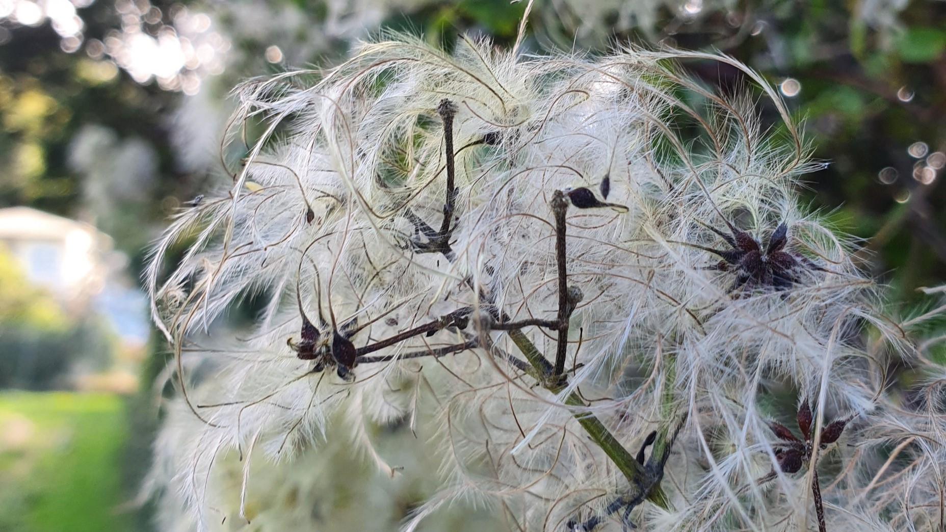 Grey willow seeds. Photo by Kate McAlpine (Department of Conservation)
