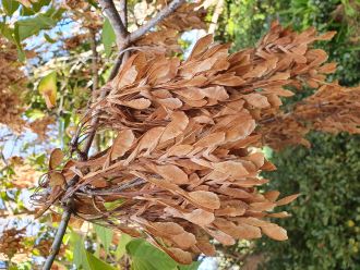 Box elder winged seeds 1