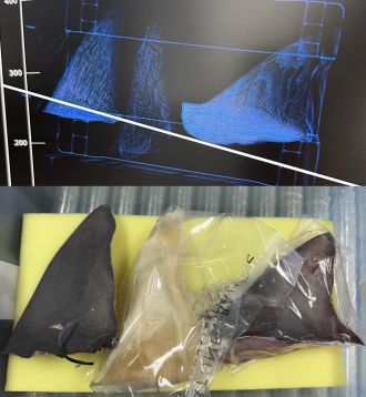 Samples and scans of shark fins