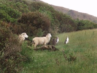 Ewe and lamb beside a hoiho family. A hoiho chick is beside the lamb.