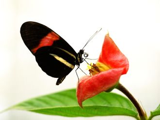 A Heliconius melpomene with a partly digested load of pollen grains 