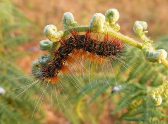 Caterpillar_NZ.jpg