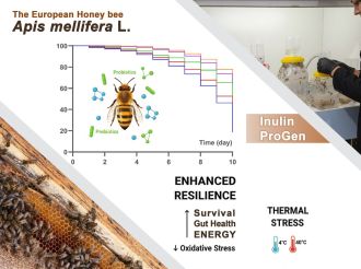 Honeybees on prebiotics and probiotics survive better under temperature stress