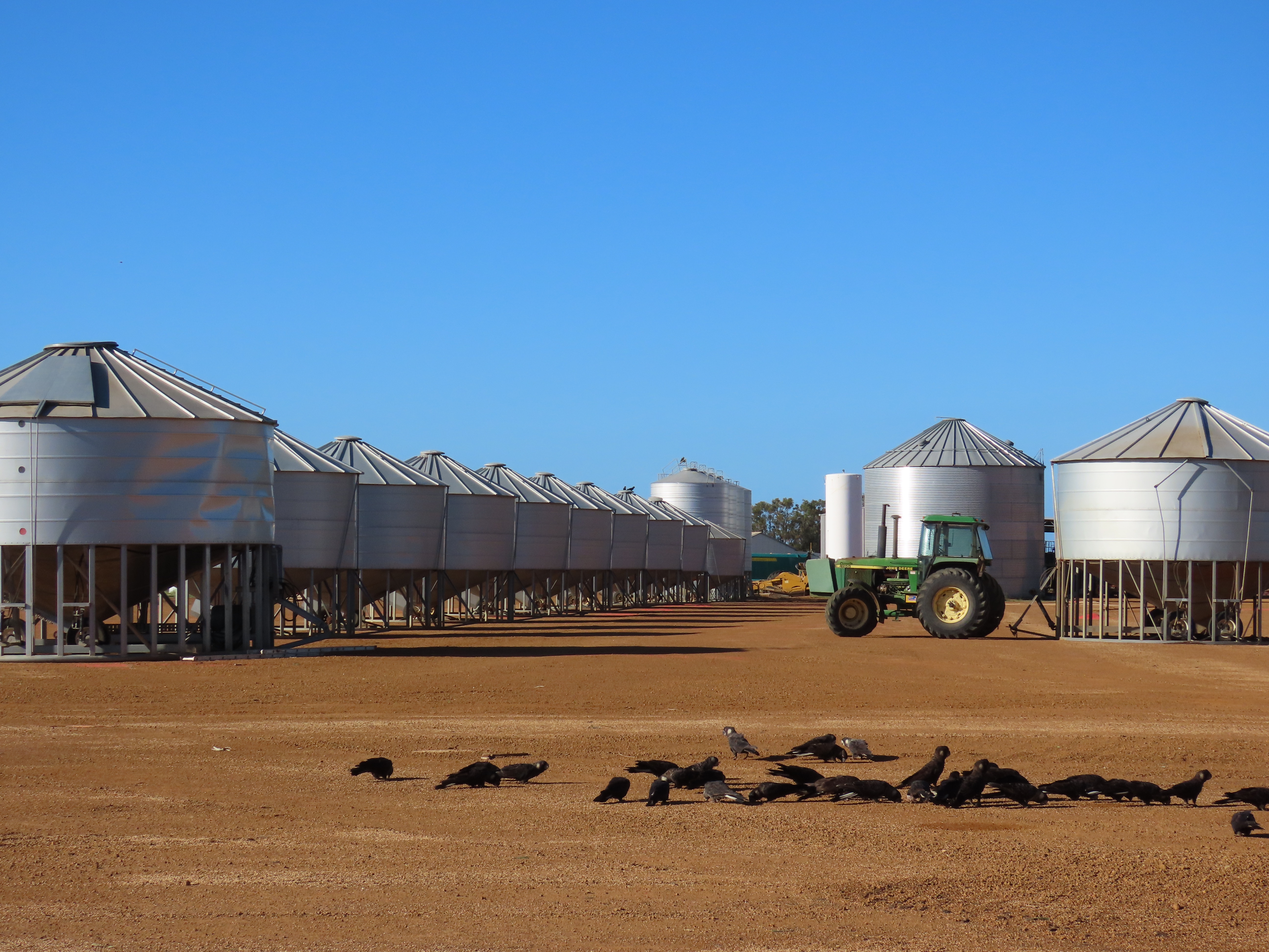 Carnaby’s cockatoos foraging on spilt seed near grain silos. (Murdoch University)
