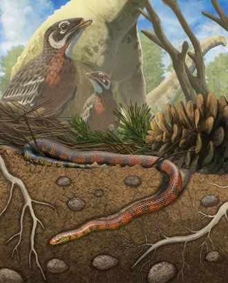 Tametara mirim life reconstruction