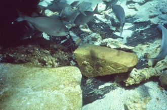 Stone blocks at the Batavia wreck site, 1973. Credit - WA Museum