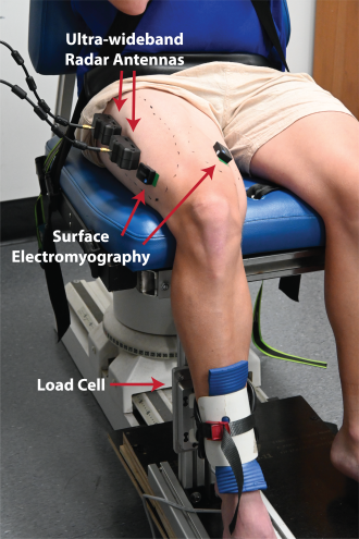 Ultra-wideband radar measures muscle forces in a moving leg