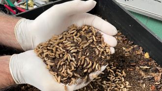 scoop of larvae