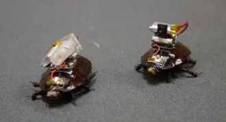 'Paraborg' paramedic cyborg cockroaches 3