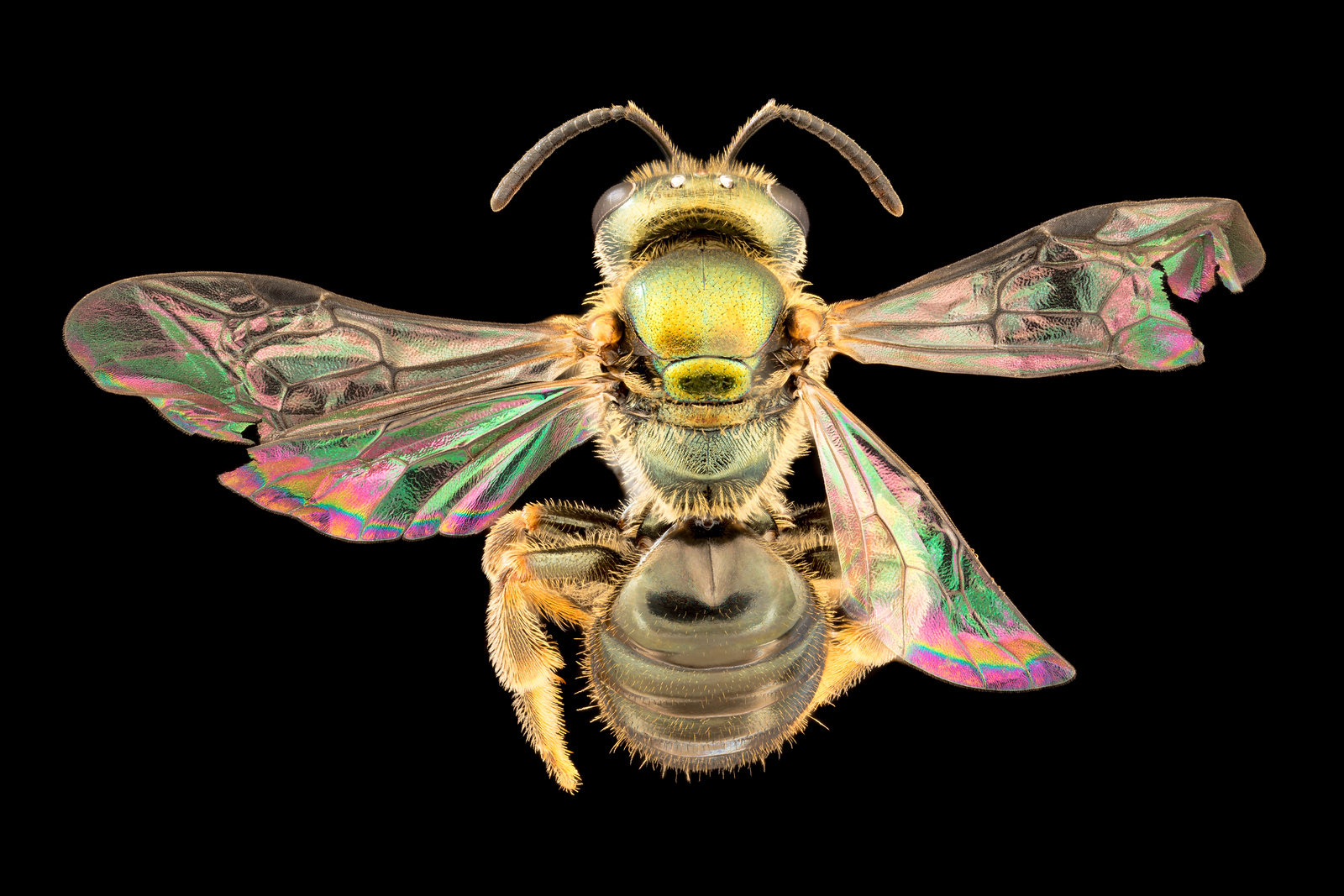 Five species of Laisoglossum (Homalictus) were included in the historic study, including L. fijiense.  Photo courtesy James Dorey Photography