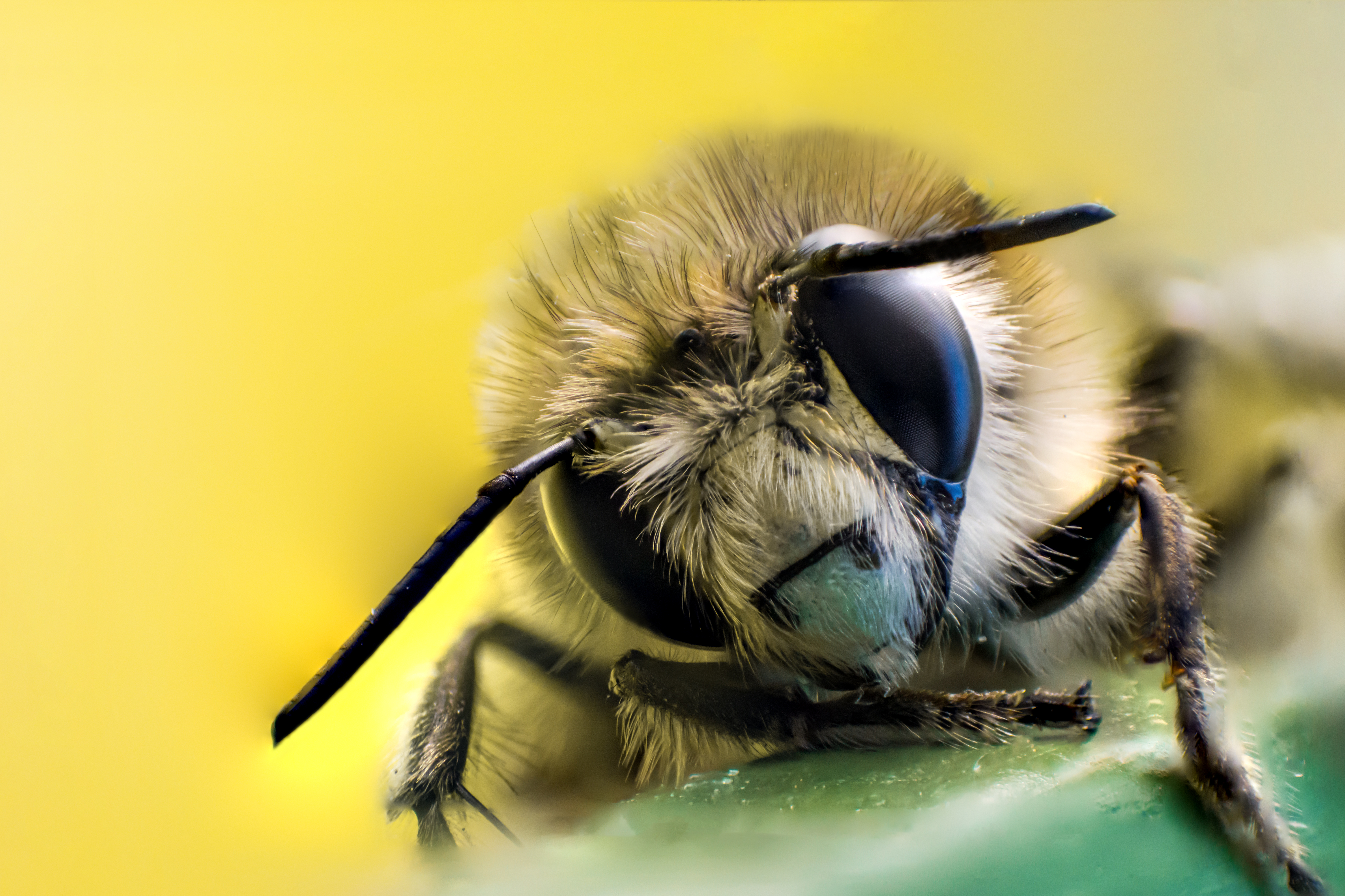 Getty images / honey bee