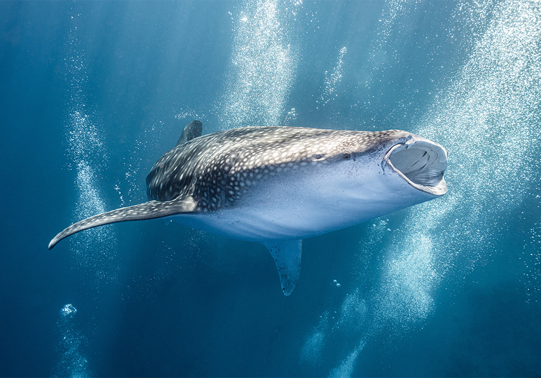 Adobe Stock, Ollie. Whale Shark  