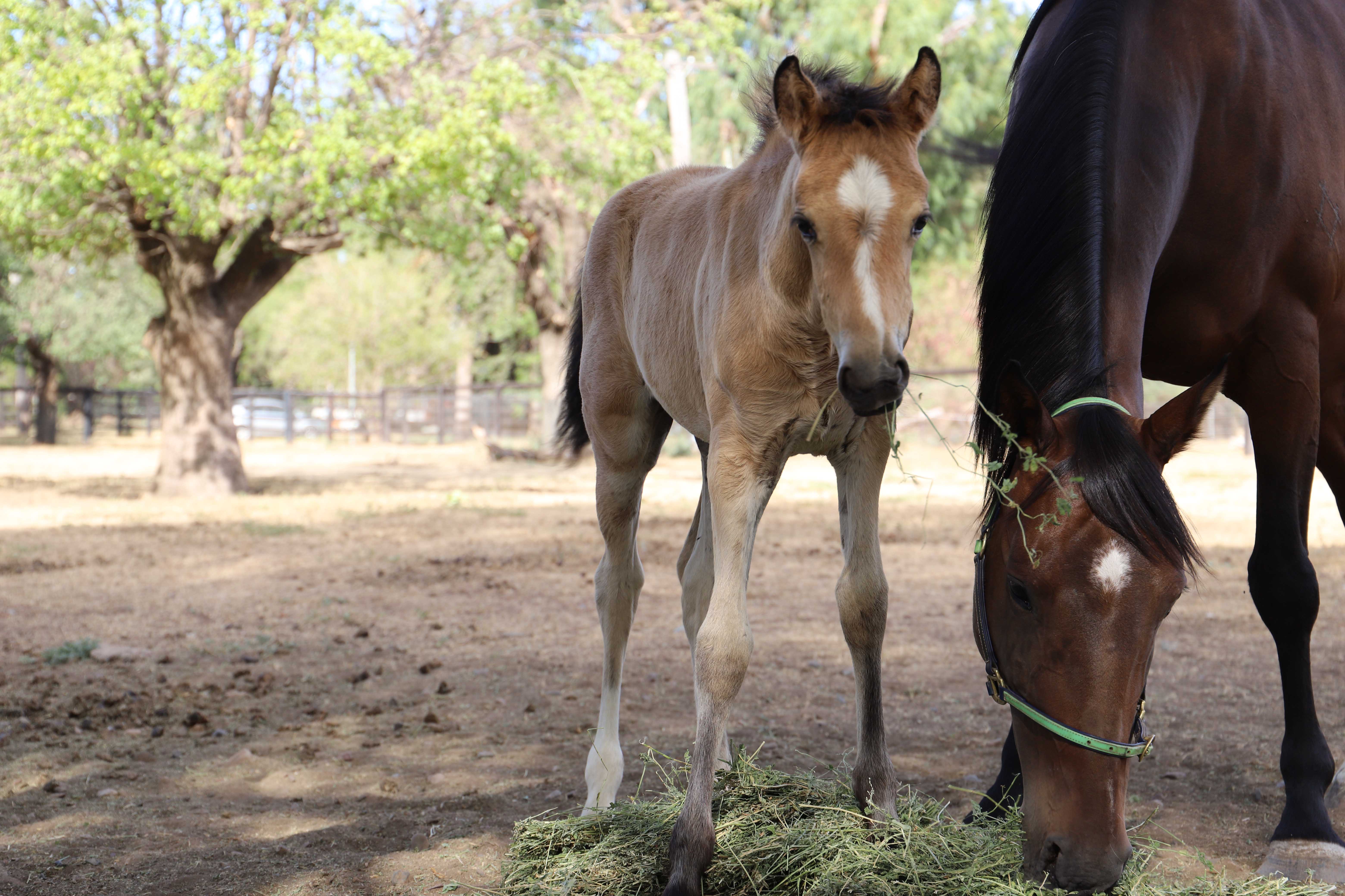 Tinsel the foal with mum, Fauna