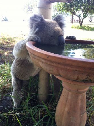 Koala drinking from a bird bath