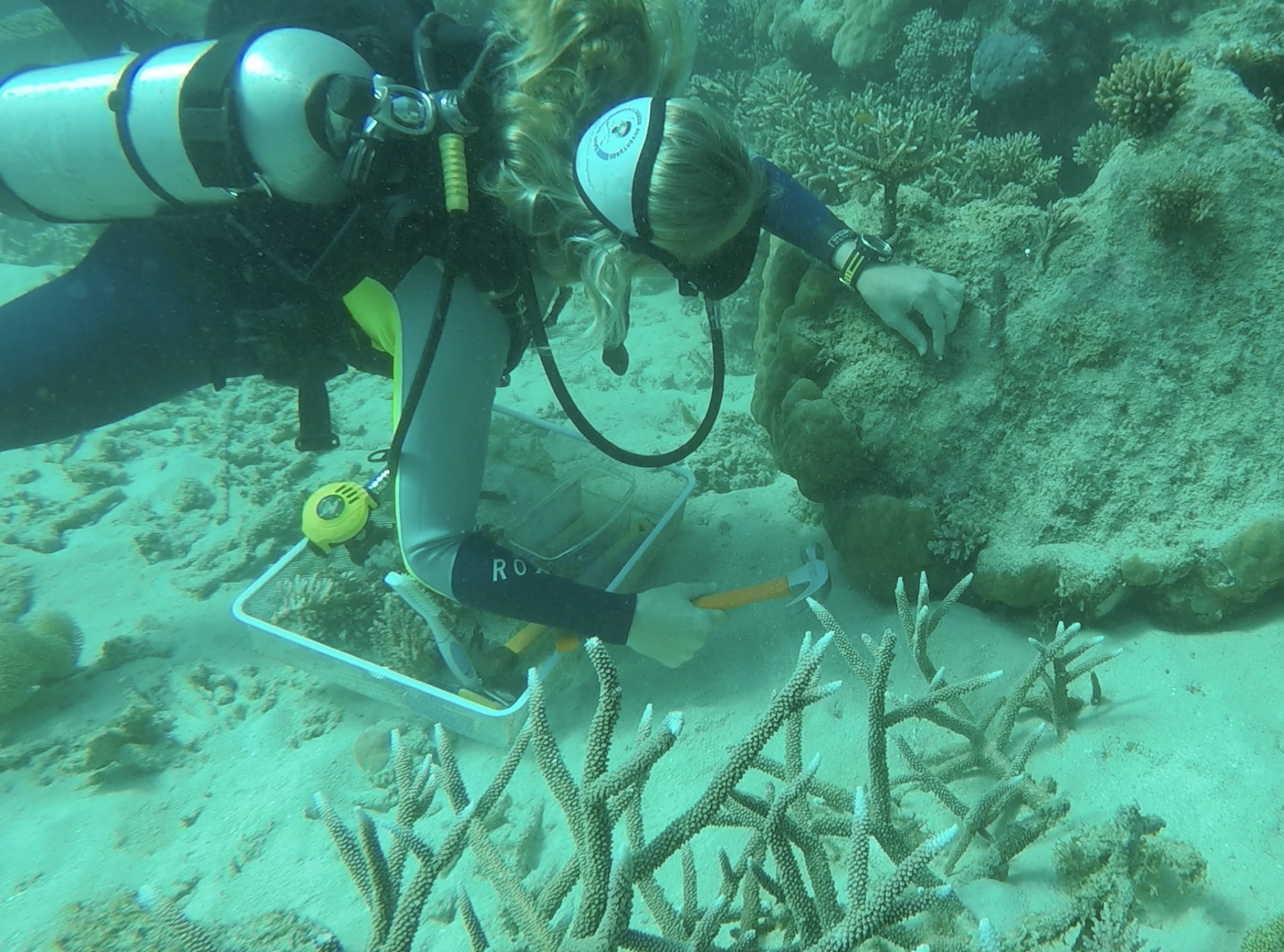 Trials of a novel low cost device, to help the rapid replanting of coral, are taking place on the Great Barrier Reef. Credit: David Suggett (Only to be used with this story)