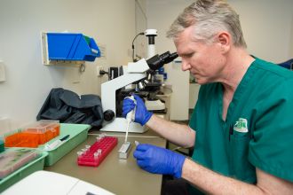 Preparing samples to run the new koala chlamydia test