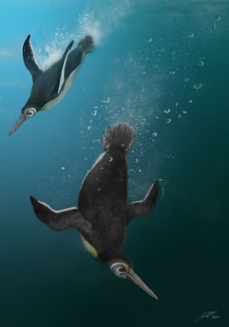 Chatham Island provides missing link in penguin evolution