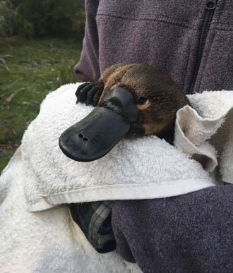 Platypus on brink of extinction