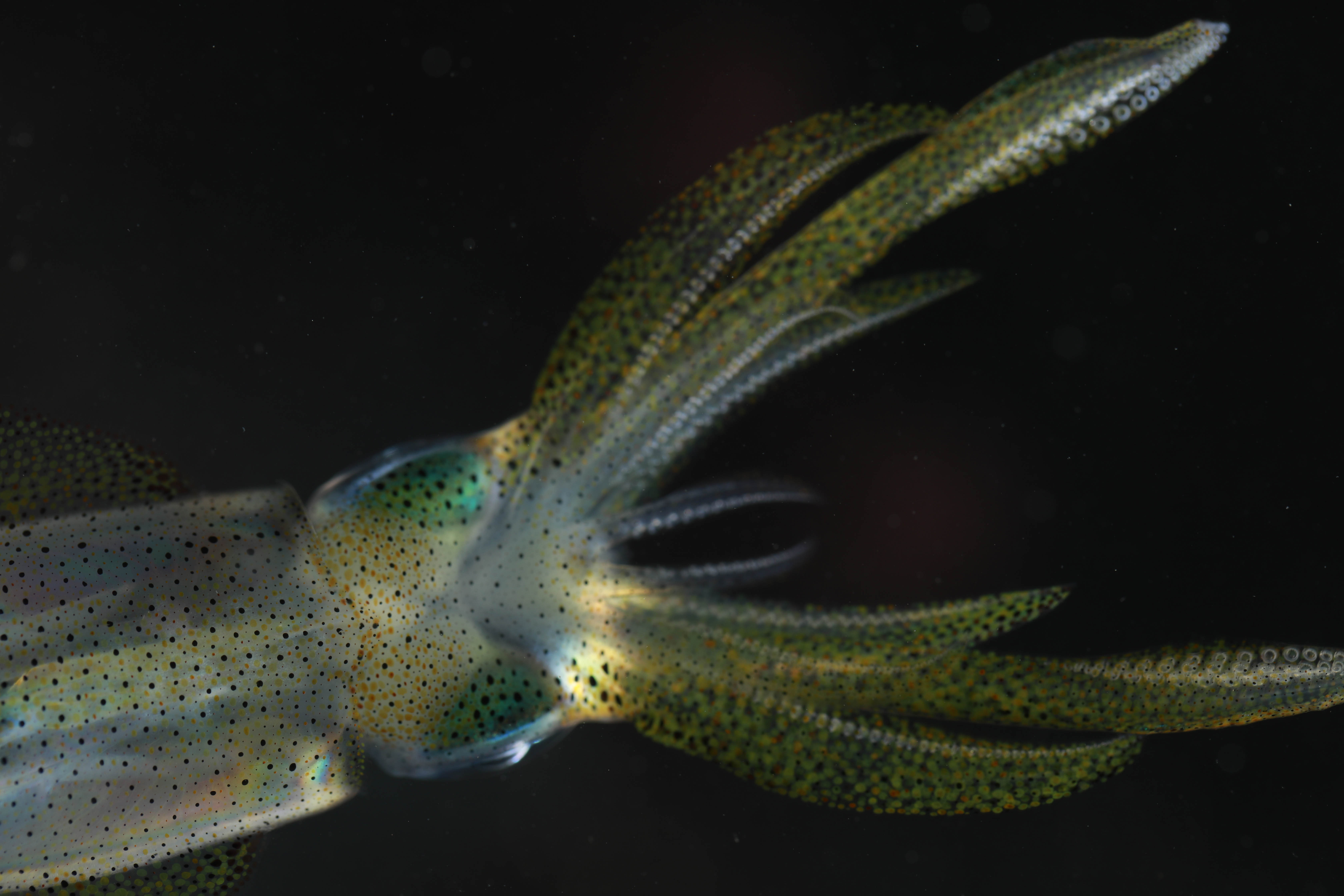 UQ researchers have used modern technology to map the connections of the brain of the reef squid Sepioteuthis lessoniana.