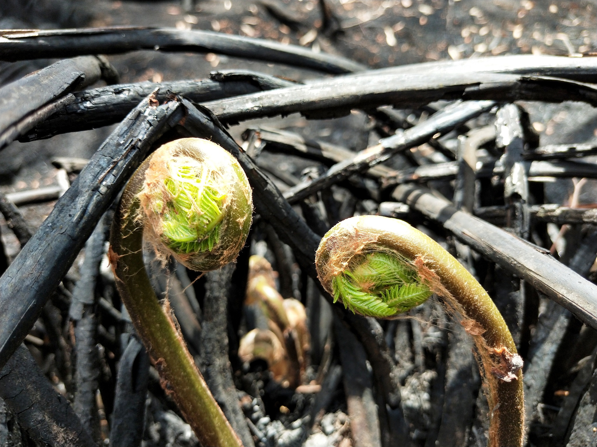 An example of resprouting. Many ferns send up new fronds shortly after the January 2020 bushfires at Wingello, NSW. Picture: Casey Kirchhoff