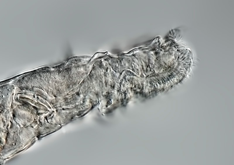 Lateral view of rotifer. Credit: Michael Plewka