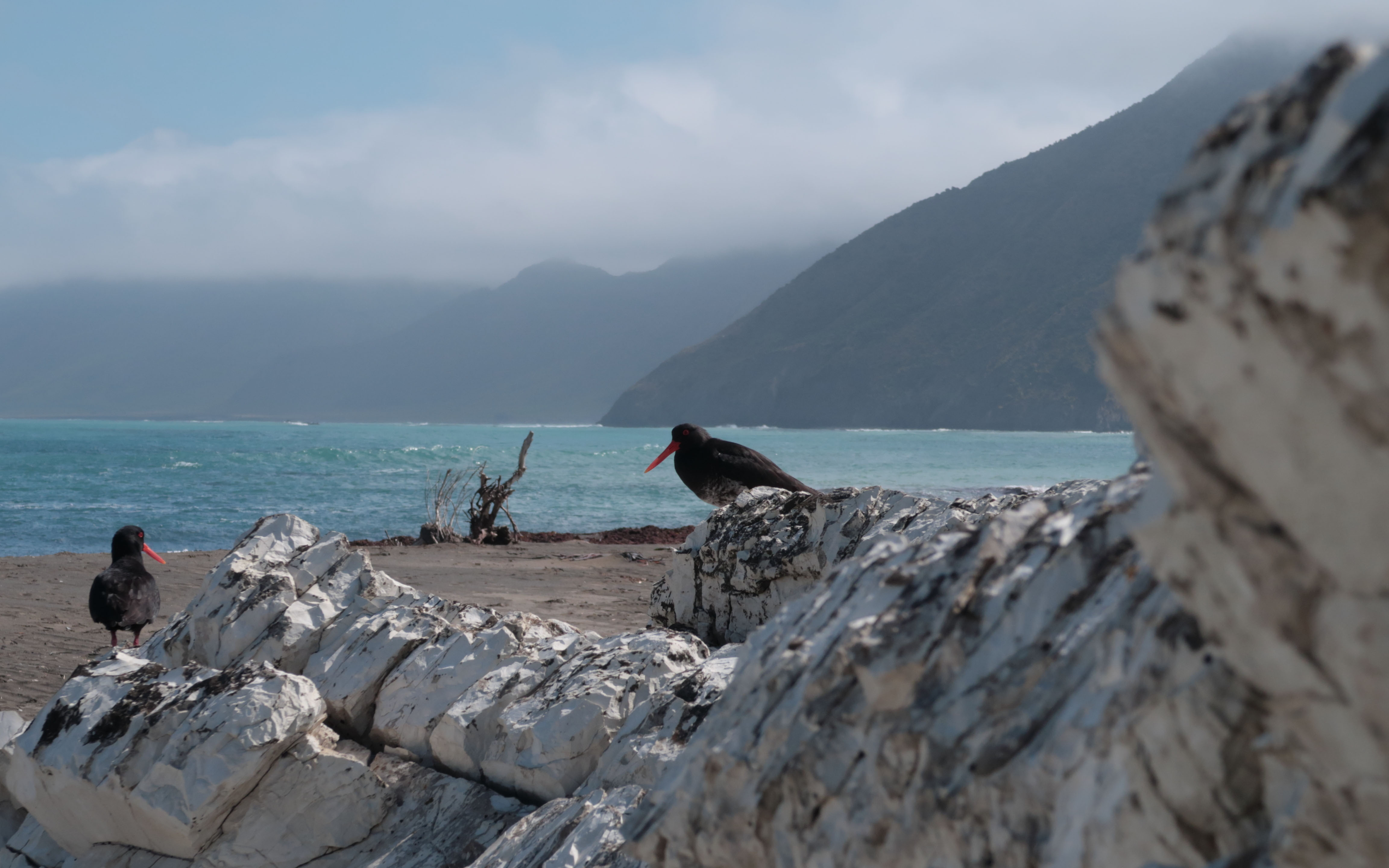 Secrets of Earth’s largest carbon sink revealed Scimex