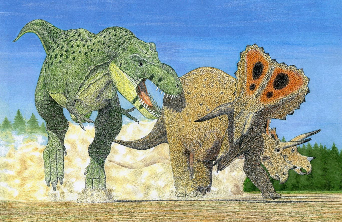 Low in the TT-zone, Tyrannosaurus imperator attacks a herd of the contemporary Triceratops horridus. © Gregory S. Paul 2022.