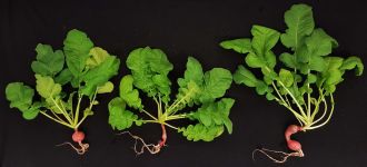 Radish plants grown in alfalfa treated simulant soil 
